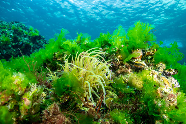 istock Anemonia viridis in a dramatic underwater landscape 2151322110