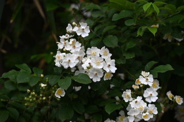 istock Rosa multiflora ( Japanese rose ) flowers. rosaceae deciduous vine shrub. 2151322479