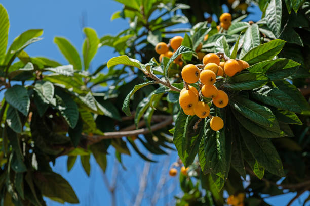 istock Delicious ripe medlar fruits on a tree branch. 2151323593