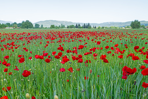 Red poppies on a background of blue sky with clouds