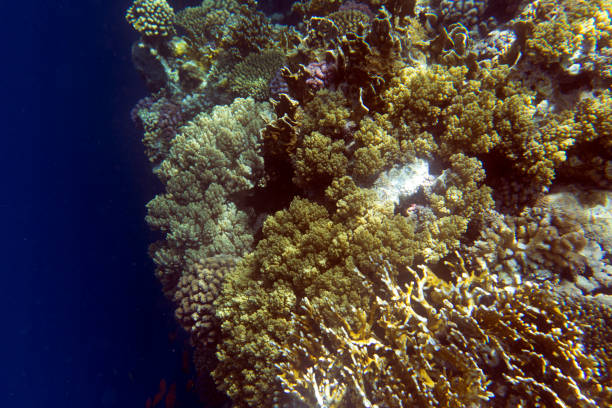 a view of coral reef in Egypt