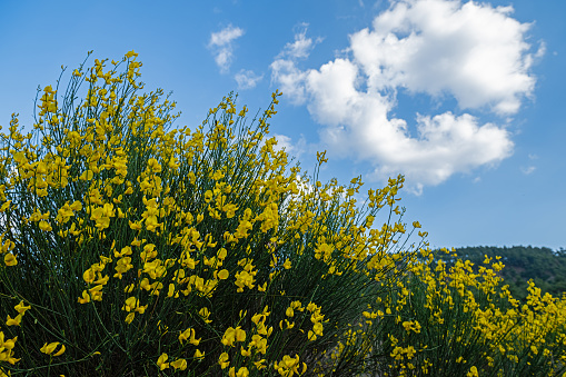 Yellow gorse bush flowers against blue sky.