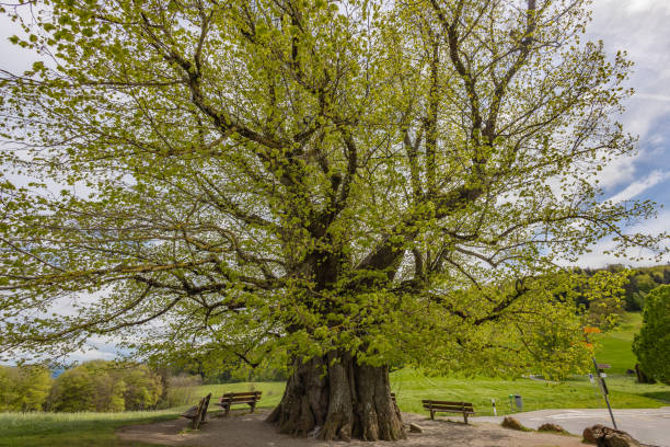 The around 800 year-old linden trees with new leaves in spring near the village Linn, Canton Aargau, Switzerland