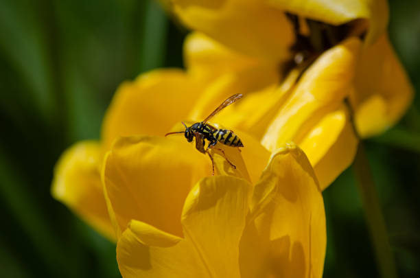 Linda avispa tomando polen y gota agua en flor Tulipan Amarillo. Primavera en flor, Valladolid, Castilla y leon, España, April 13, 2022.