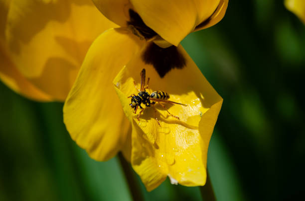 Linda avispa tomando polen y gota agua en flor Tulipan Amarillo. Primavera en flor, Valladolid, Castilla y leon, España, April 13, 2022.