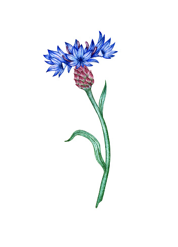 Cornflower blue flower watercolor illustration. Botanical composition element isolated from background. Suitable for cosmetics, aromatherapy, medicine, treatment, care, design, cooking,