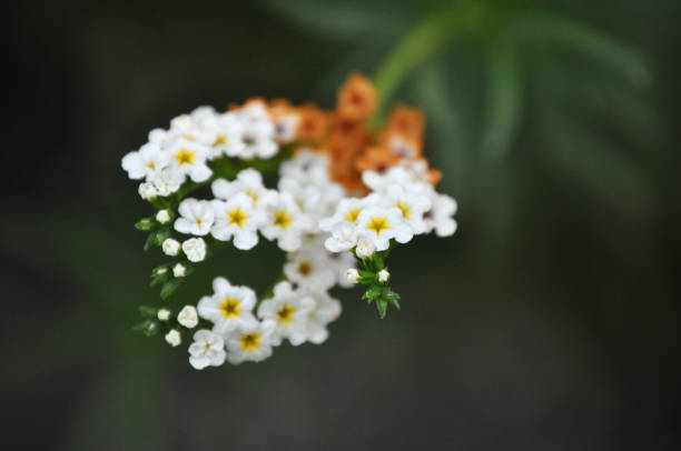 Detailed macro shot of a cluster of white blossoms with delicate petals and visible pollen, ideal for botanical and nature related designs
