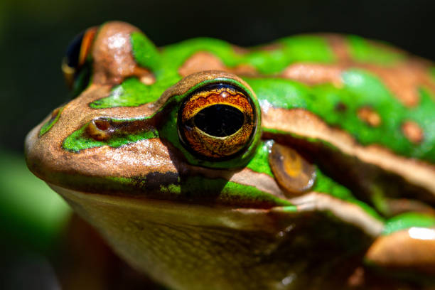 istock Green and Golden Bell Frog 2151330588