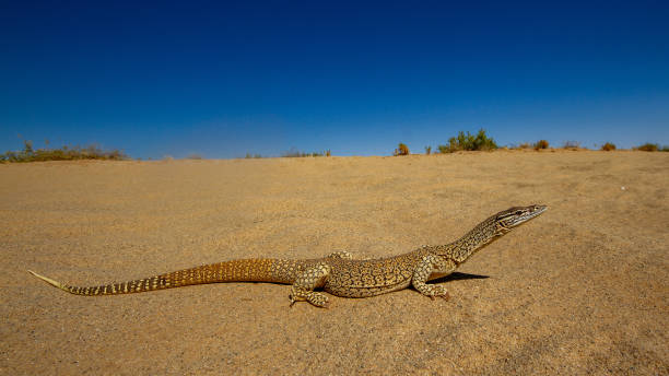 istock Australian Sand Monitor 2151330725