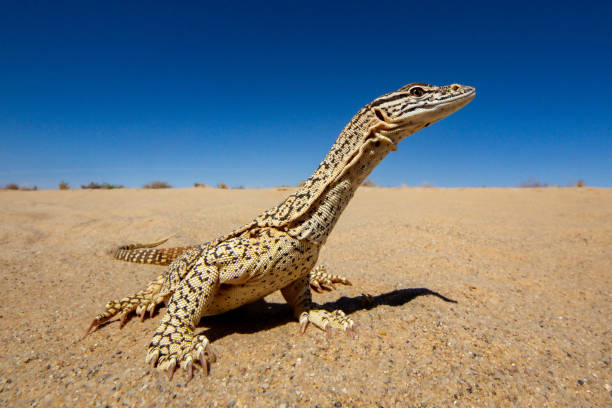 Australian Sand Monitor