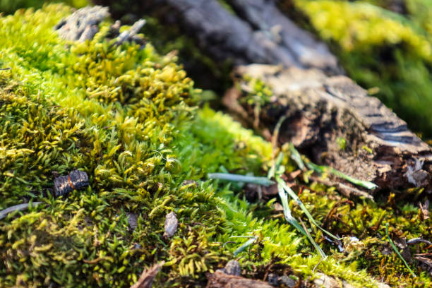 istock Colorful texture of moss on tree bark 2151330783