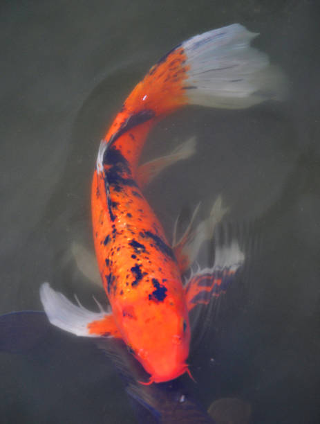 istock Beautiful red carp fish in the lake 2151330796