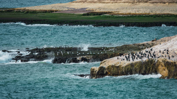 istock cormorant and seagull colony 2151332645