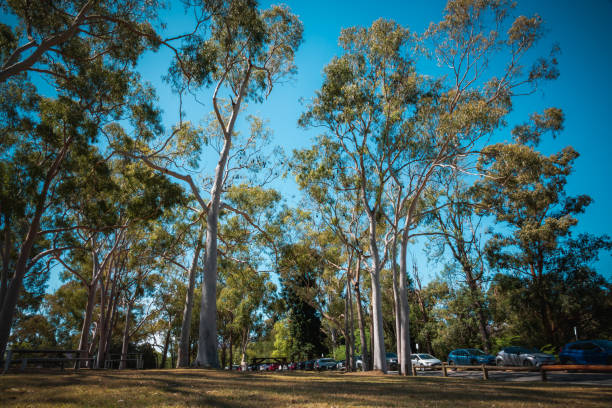 istock Jacaranda blossoms in Parramatta park 2151336391