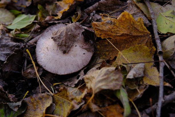 mushroom Agaricus under foliage in autumn forest.