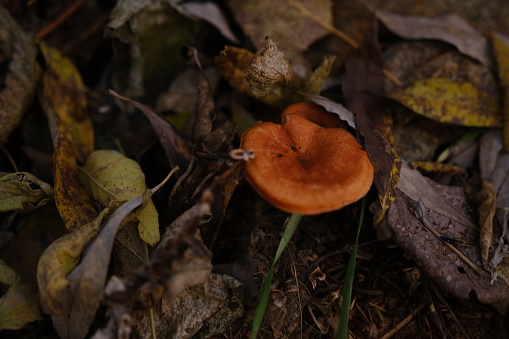 The top view and close-up of the orange-brown to orange-yellow mushroom hat of a false chanterelle, Hygrophoropsis aurantiaca