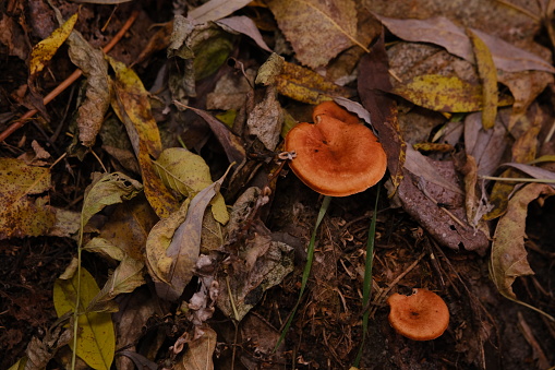 The top view and close-up of the orange-brown to orange-yellow mushroom hat of a false chanterelle, Hygrophoropsis aurantiaca