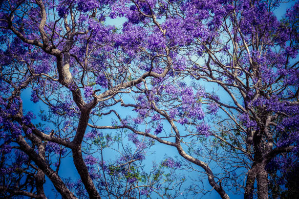 istock Jacaranda blossoms in Parramatta park 2151339298