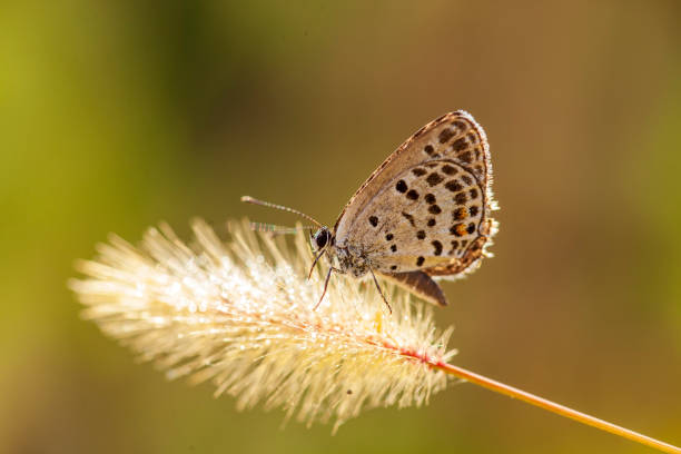 istock A butterfly is gathering honey 2151339935