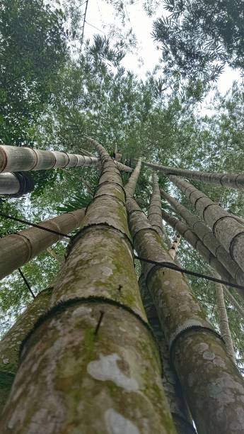 istock Low angle view of giant bamboo 2151340038