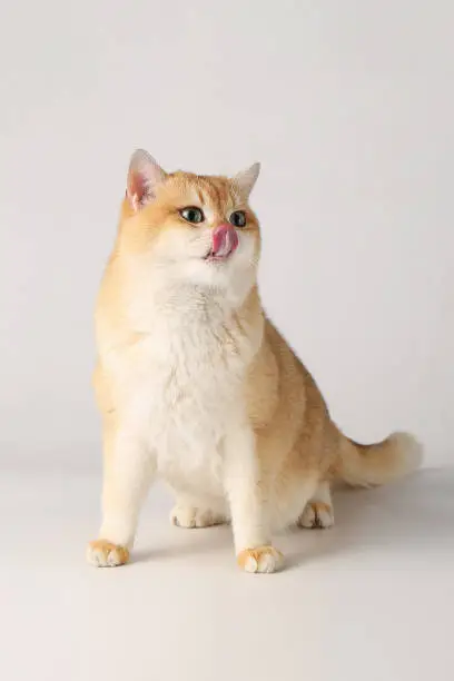 Gradient yellow shorthair cat on white background, cat sticking out tongue Gradient yellow shorthair cat on white background, cat sticking out tongue