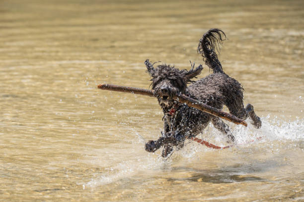 Happy cocker spaniel fetching a stick from a river, looking proudly at his human companion. With copy space at upper left.
