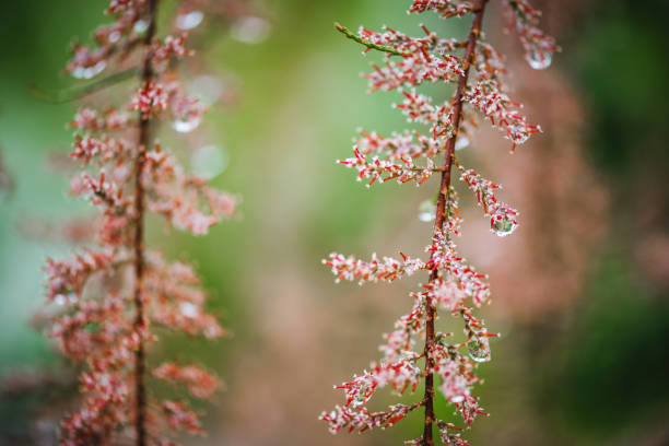 Tamarix Tetrandra plant with water drops on it. Natural spring background.