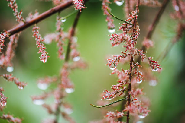 Tamarix Tetrandra plant with water drops on it. Natural spring background.