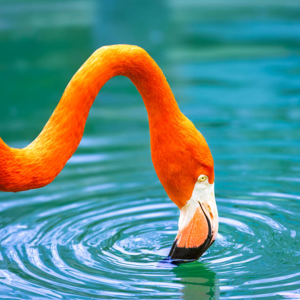 istock American Flamingo drinks from the pool 2151345412