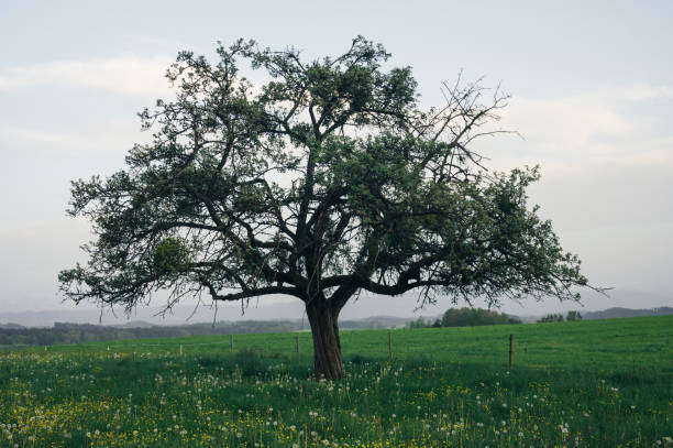 istock Huge and old lonely apple tree, dramatic landscape of nature 2151345973