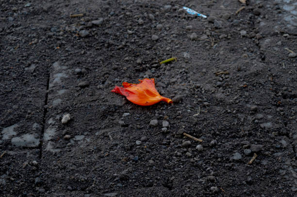 Spathodea campanulata or orange fountain tree flowers on the ground