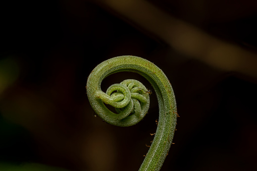 A green fern in close-up, with an unfurling frond against a dark background. The frond spirals outward, showcasing intricate leafy patterns. The texture is organic and curled, emphasizing the growth and botanical beauty
