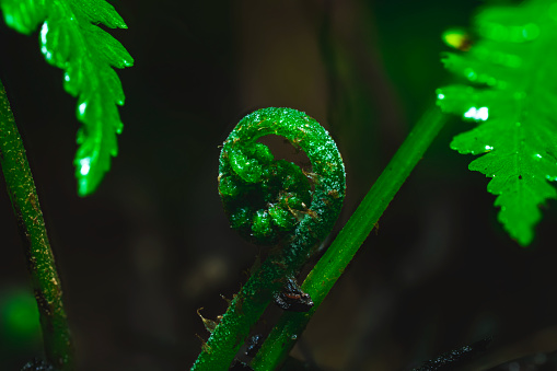 A green fern in close-up, with an unfurling frond against a dark background. The frond spirals outward, showcasing intricate leafy patterns. The texture is organic and curled, emphasizing the growth and botanical beauty