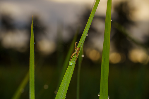 This close-up photograph captures a single dew-covered grass blade against a blurred natural background. Its bright green blade glistened with water droplets, and a small spider perched gently on its surface. The image exudes freshness and serenity, evoking the tranquility of a dew-kissed morning in nature