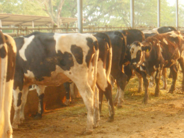istock cow in thailand 2151351306