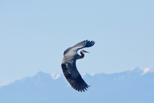 Great blue heron banks in a turn while flying, Olympic Mountains in the background, Whitty's Lagoon, Vancouver Island, British Columbia