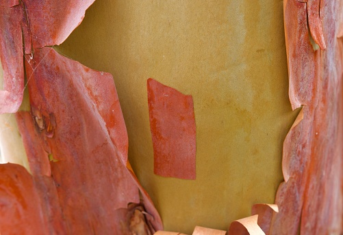 Close up of peeling bark on Arbutus tree on southern Vancouver Island, showing reddish bark over ochre bark, Saanich Inlet, British Columbia