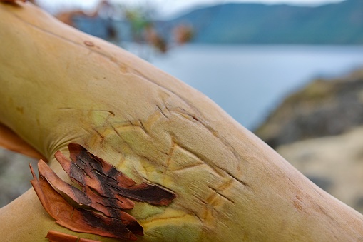 Arbutus tree branch defaced with a heart and initials carved into its smooth yellow bark,  Saanich Inlet in the background, Vancouver Island, British Columbia