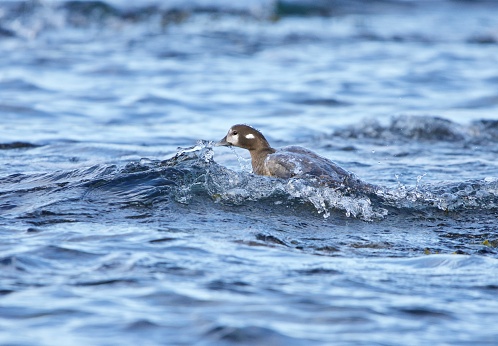 Female harlequin duck emerges from wave with water streaming from her head, Vancouver Island, British Columbia