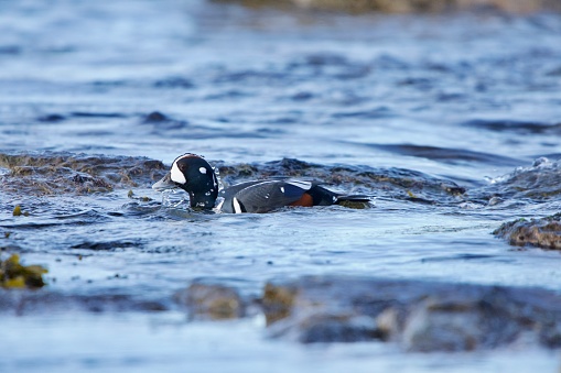 Adult male harlequin duck surfaces near shore, water streaming off, Vancouver Island, British Columbia