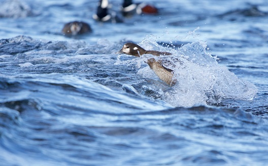 Female harlequin duck splashed by a wave while swimming near shore, Vancouver Island, British Columbia