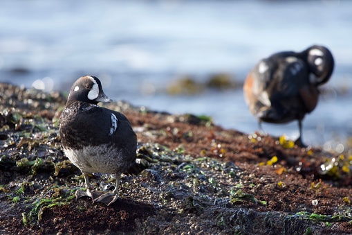 Female harlequin duck stands on rocks while a male preens in background, Clover Point, Vancouver Island, British Columbia