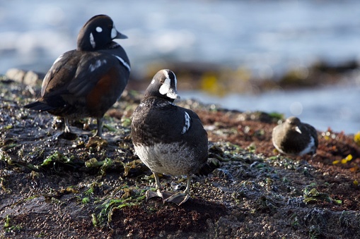 Female harlequin duck stands on rocky shore with a male harlequin and a black turnstone behind, Clover Point, Vancouver Island, British Columbia