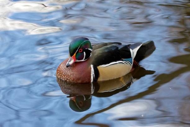 Gorgeous male would duck floats on pond with beautiful reflections, Kings Pond, Victoria, British Columbia