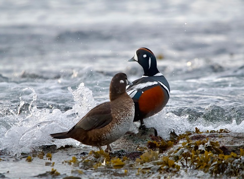 Male and female harlequin ducks stand at the waters edge, splashed by incoming waves, Vancouver Island, British Columbia