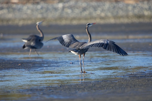 Two male great blue herons face off with some ritual strutting while on beach at Whitty's Lagoon, Vancouver Island, British Columbia