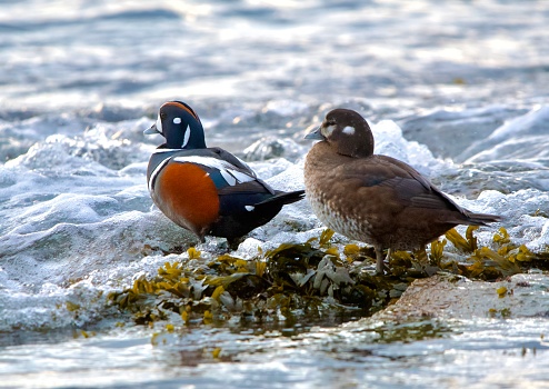Harlequin duck pair stand on seaweed covered rocks as waves break over, Clover Point, Vancouver Island, British Columbia