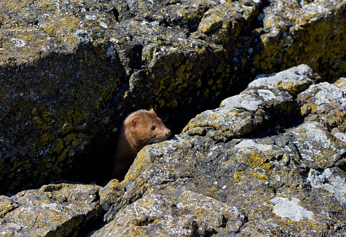 American mink peaks out of a crevice between lichen covered rocks, Clover Point, Vancouver Island, British Columbia