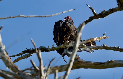 Turkey Vulture suns itself on the branch of a spiky old snag in February, Esquimalt Lagoon, Vancouver Island, British Columbia