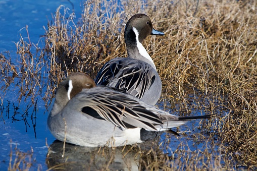 Two pintail duck drakes sit in the water at the edge of the lagoon in February, Esquimalt Lagoon, Vancouver Island, British Columbia